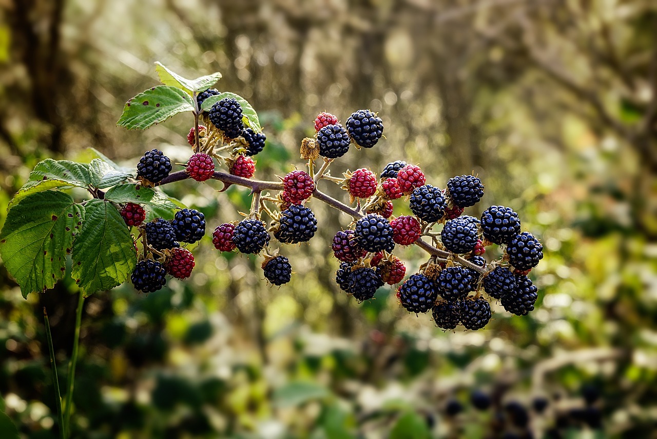 common-bramble-1687348_1280