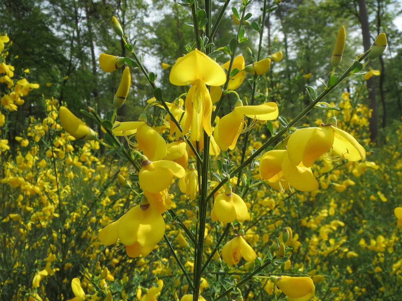 cytisus-scoparius-855392_1280